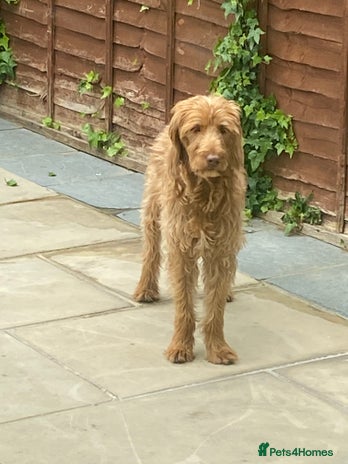 Labradoodle dogs Labradoodle boy 2 years old - Advert 1