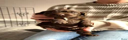 Cocker Spaniel dogs for sale: Stunning litter of cocker spaniels - Advert 30