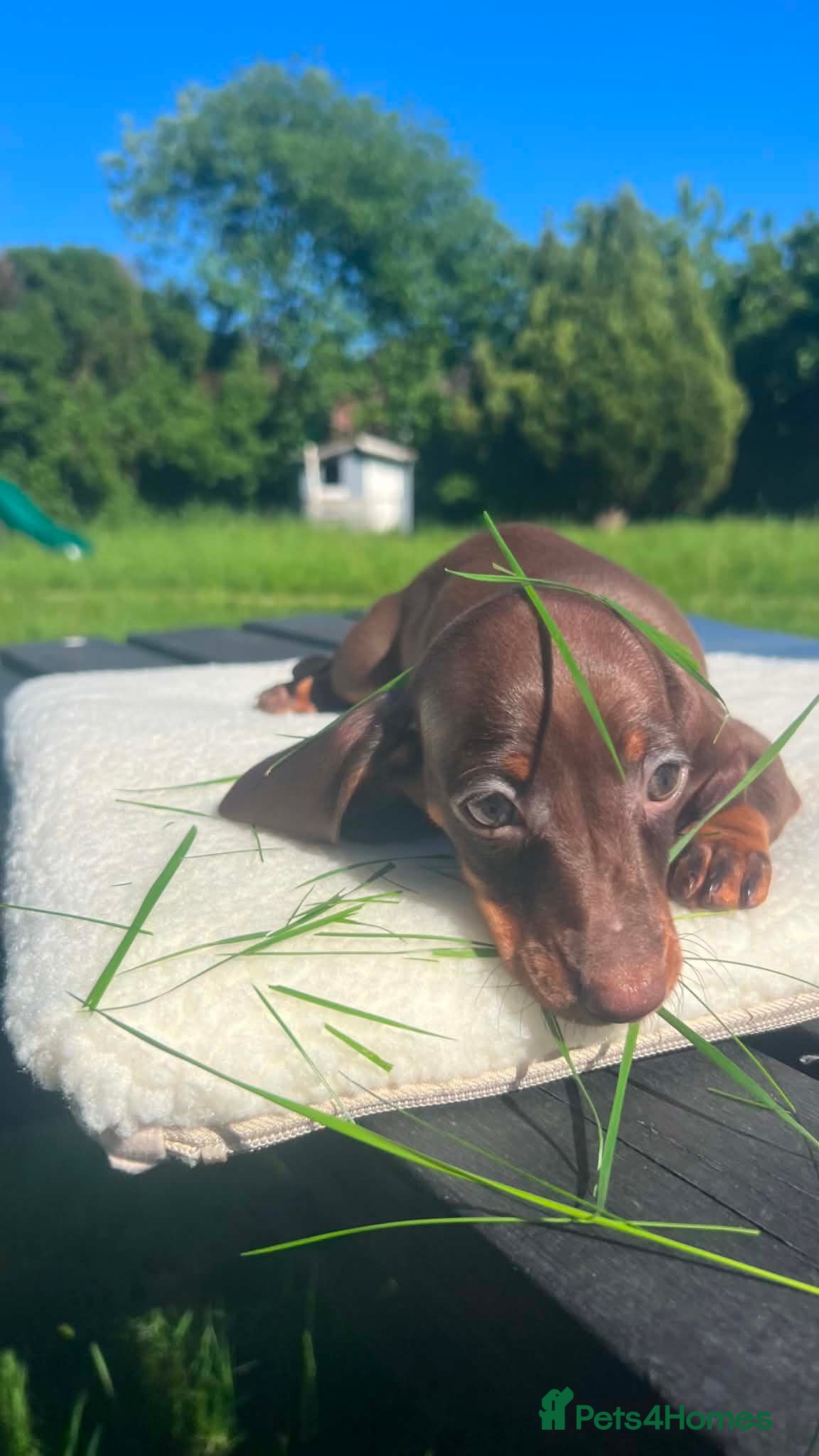 Miniature Dachshund dogs Reduced price -Mini Dachshund Puppies  Chocolate - Advert 17