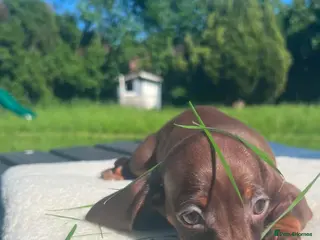 Miniature Dachshund dogs Reduced price -Mini Dachshund Puppies Chocolate - Advert 17