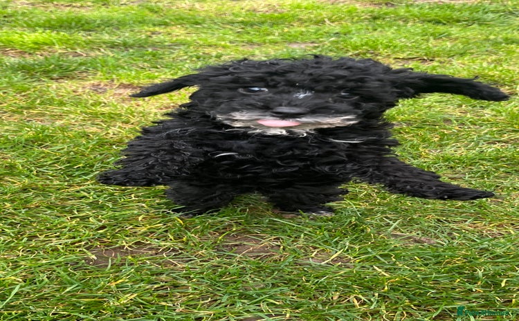 Cockapoo dogs - Advert 6