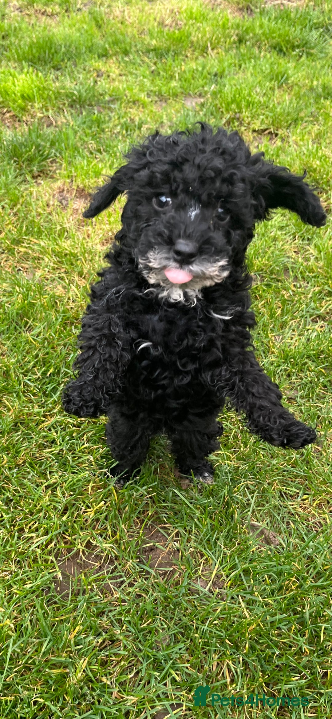 Cockapoo dogs for sale: Cockapoo F1B ready to leave  - Image 10