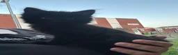 Mixed Breed cats for sale: Female kitten  - Advert 2