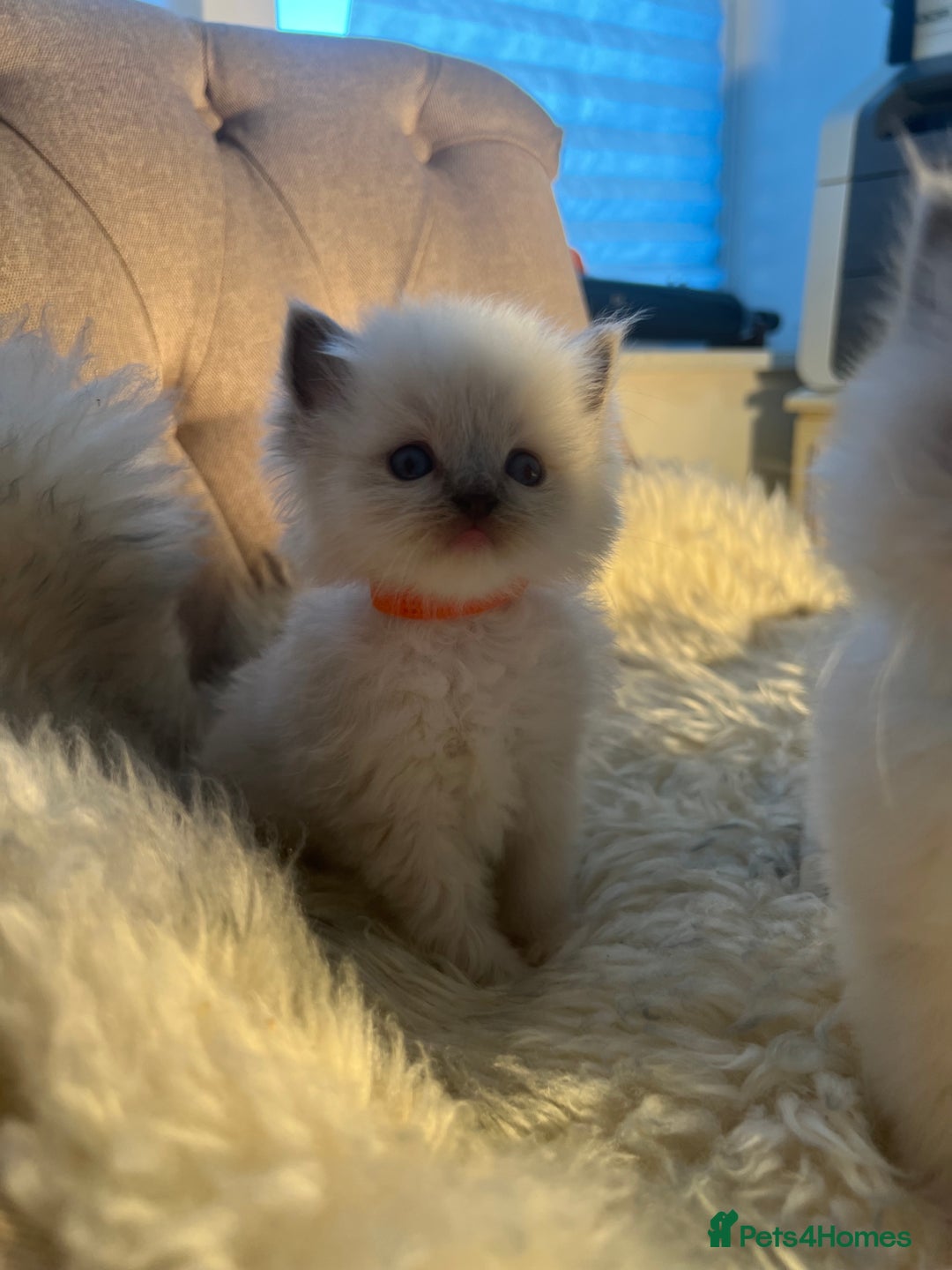 Ragdoll cats for sale: Ragdoll kittens pure breed!!! 😺 - Image 13