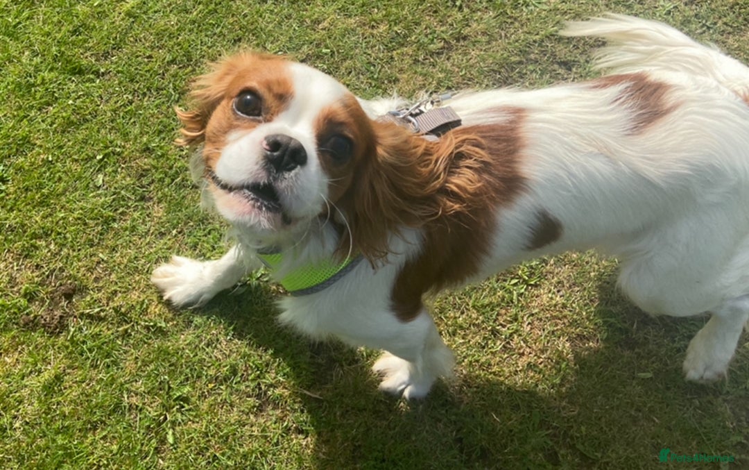 Cavapoo dogs for sale: Stunning cavapoo pups *ready to leave 29th august* - Image 21