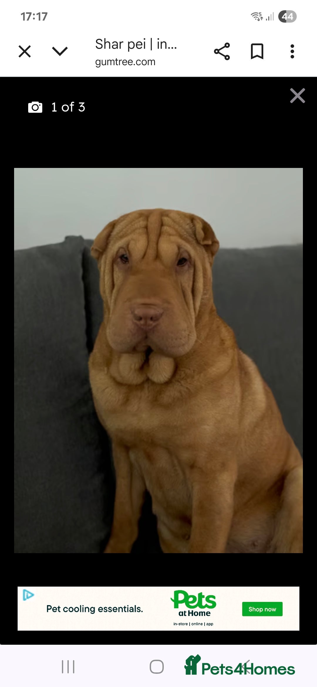 Shar Pei dogs for sale: 4 year old female shar pei  - Advert 7