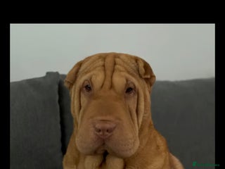 Shar Pei dogs 4 year old female shar pei - Advert 1