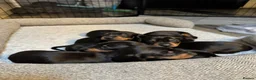 Miniature Dachshund dogs for sale: 6 mini Dachshund Puppies for Sale - Advert 13
