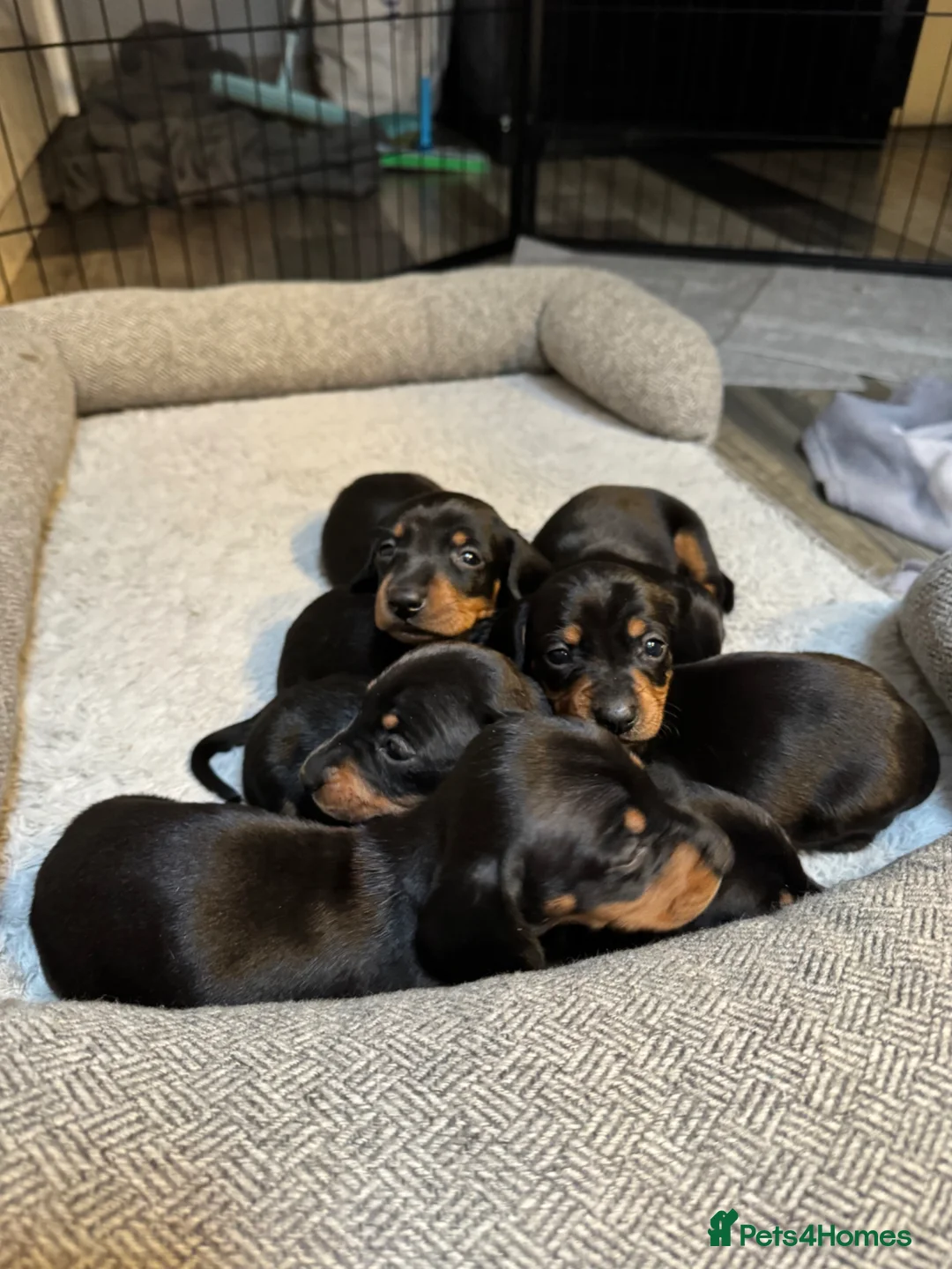 Miniature Dachshund dogs for sale: 6 mini Dachshund Puppies for Sale - Advert 13