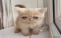 Exotic cats for sale: Supreme Quality Exotics - TICA reg - Image 7