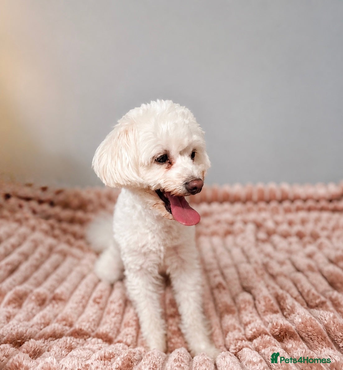 Maltese dogs Maltese Puppy - Advert 2