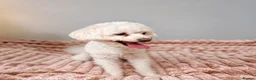 Maltese dogs for sale: Maltese Puppy - Advert 8