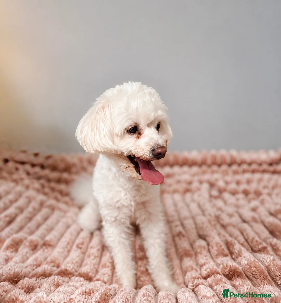 Maltese dogs for sale: Maltese Puppy - Advert 8