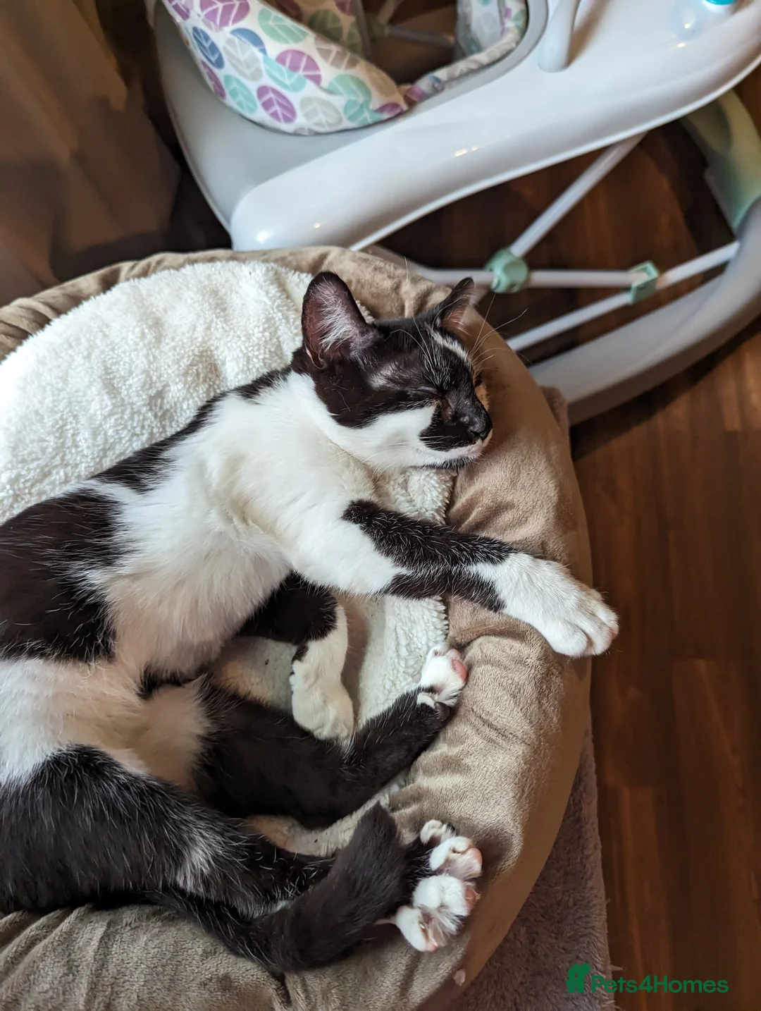 Domestic Shorthair cats for sale: Dinky - female  - Advert 2