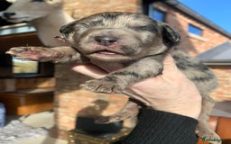 Bernedoodle dogs for sale: Blue Merle/Tri/Blue White Standard Bernedoodle. - Image 3