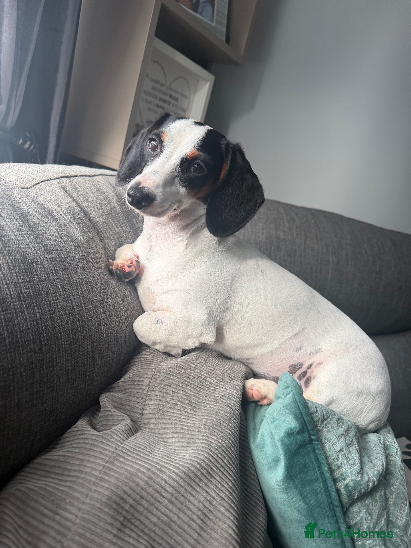 Miniature Dachshund dogs Tri coloured miniature dachshund - Advert 14