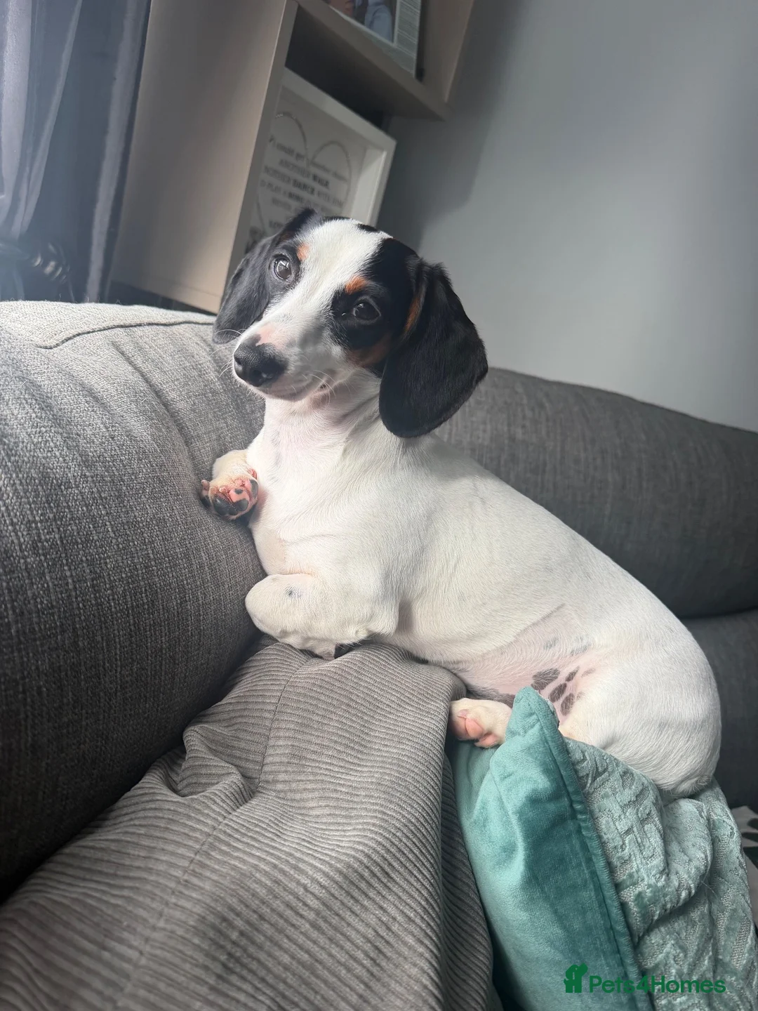 Miniature Dachshund dogs for sale: Tri coloured miniature dachshund in Hamilton - Advert 1