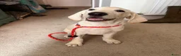 Mixed Breed dogs for sale: Male Pointador X Labrador puppy. - Advert 3