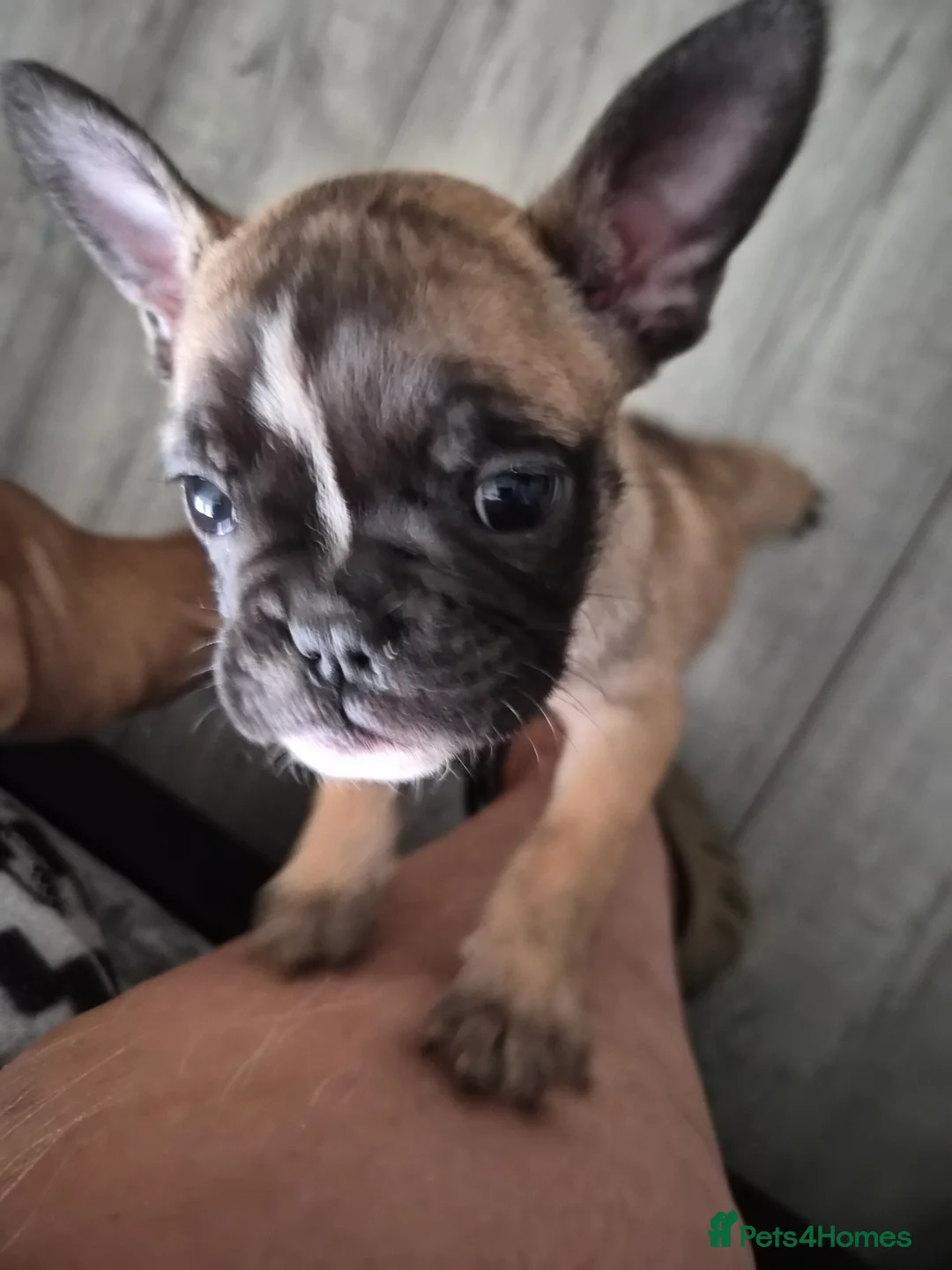 Mixed Breed dogs for sale:  Female Hybrid Bulldog Pups - Advert 8