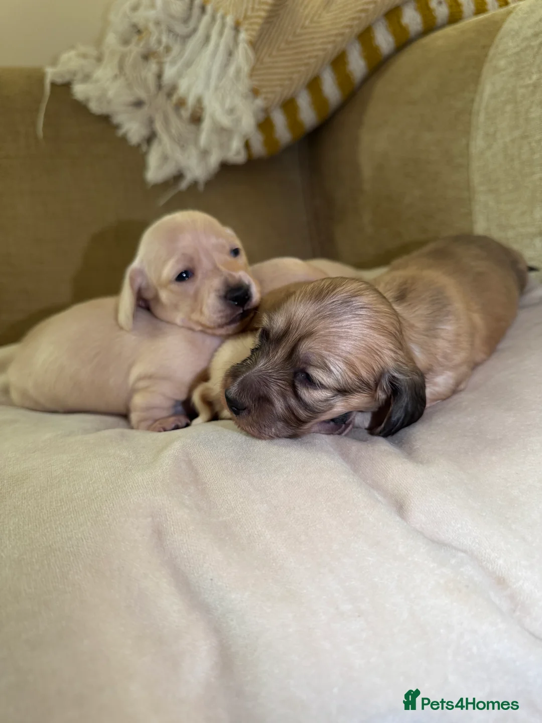 Miniature Dachshund dogs for sale: Cream miniature dachshunds-Petal’s Perfect Puppies - Advert 15