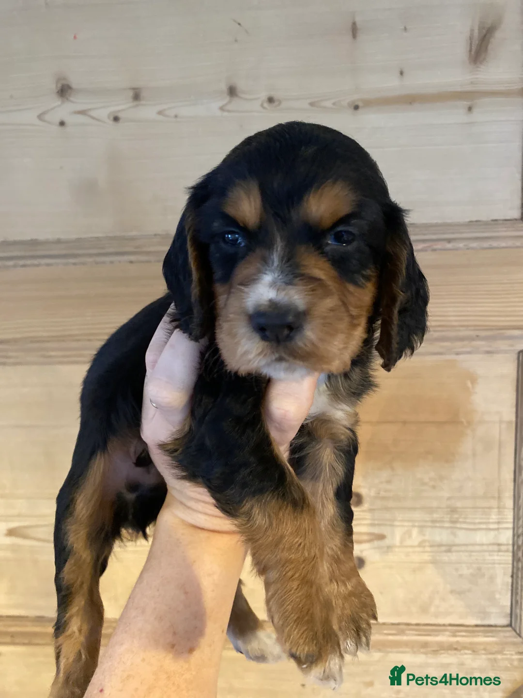 Cocker Spaniel dogs for sale: KC REGISTERED WORKING COCKER SPANIEL PUPPIES  - Advert 3