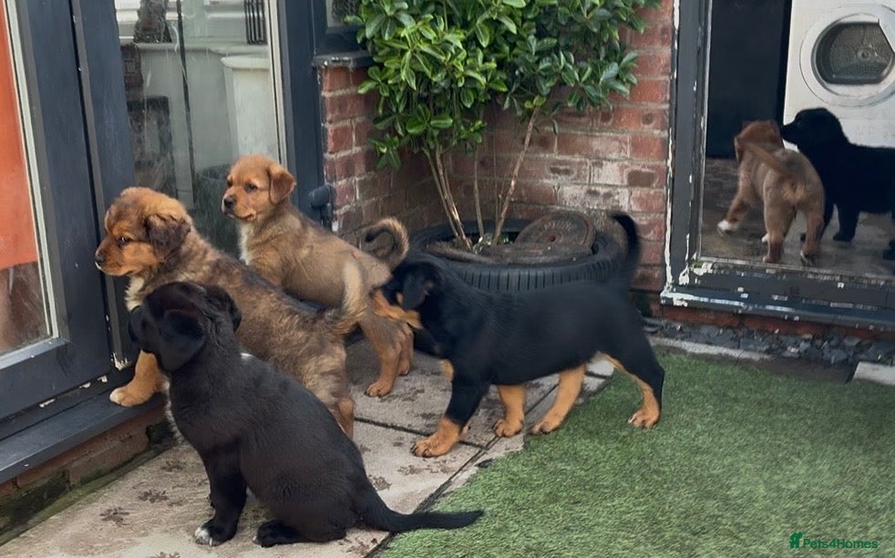 Mixed Breed dogs Central Asian Shepard x Rottweiler Puppies - Advert 1