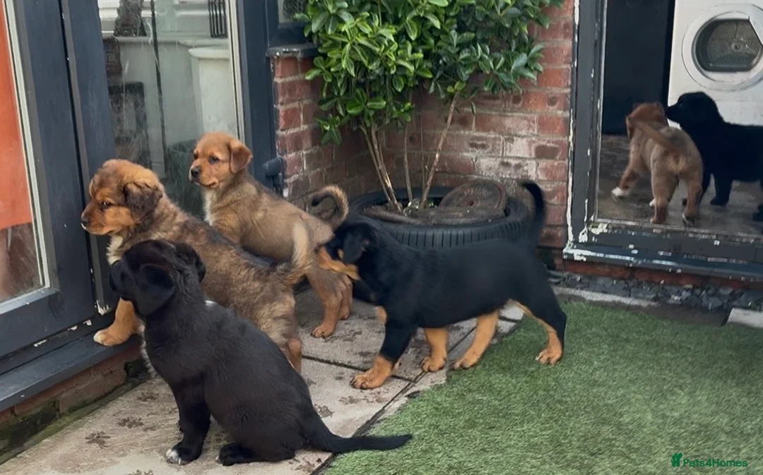 Mixed Breed dogs for sale: Central Asian Shepard x Rottweiler Puppies - Advert 1