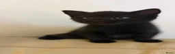 European cats for sale: 6 beautiful kittens for sale! - Advert 6