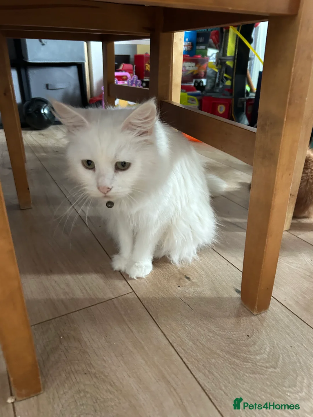 Mixed Breed cats for sale: Maine coon x kittens  - Advert 7