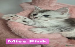 Maine Coon cats for sale: GCCF Pedigree Rare Red Shaded Silver Maine Coons - Advert 5
