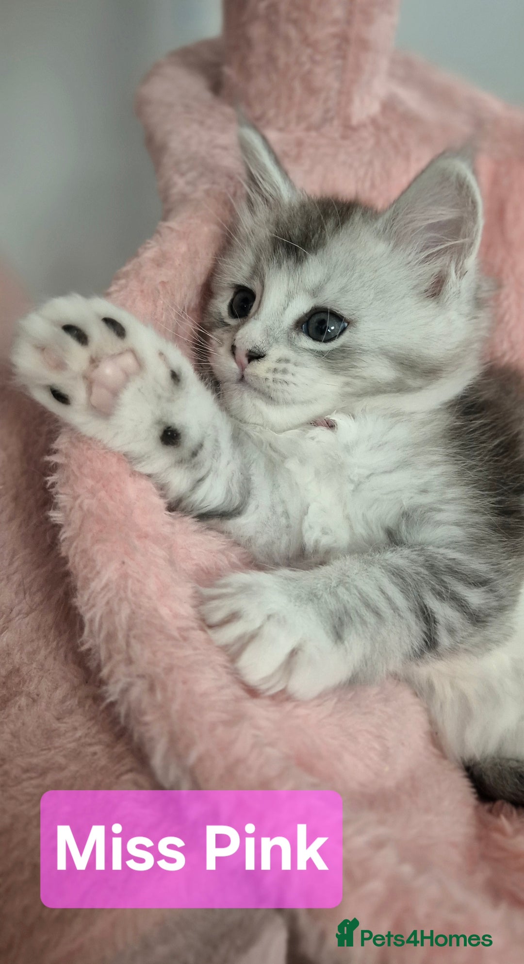 Maine Coon cats for sale: GCCF Pedigree Rare Red Shaded Silver Maine Coons - Advert 5