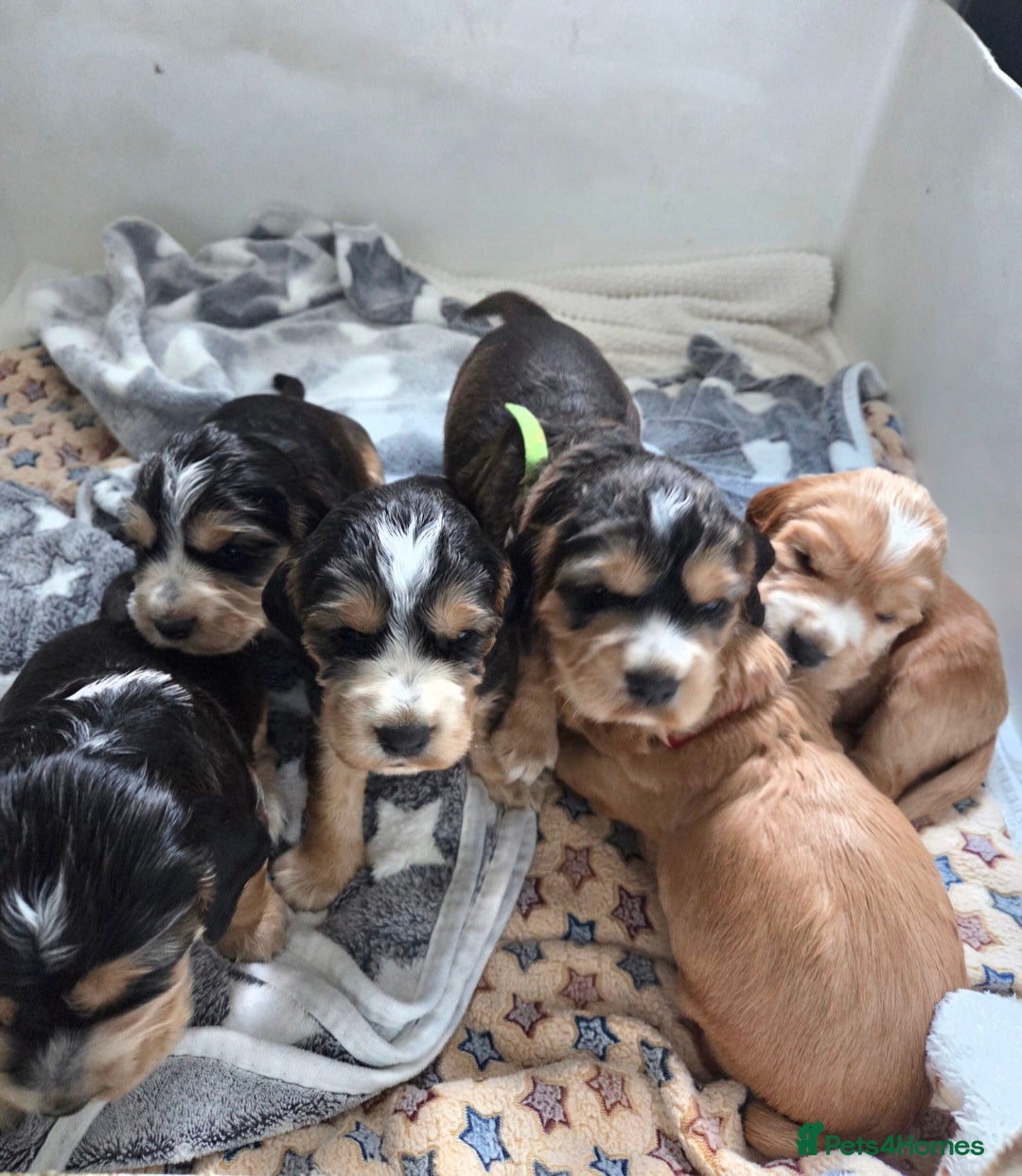 Sprocker dogs Beautiful litter of Sprockers - Advert 1