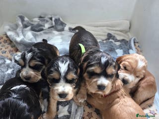 Sprocker dogs Beautiful litter of Sprockers - Advert 1