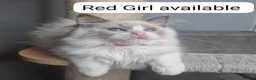Ragdoll cats for sale: Blue BiColour Luxury Girls- READY to GP - Advert 3