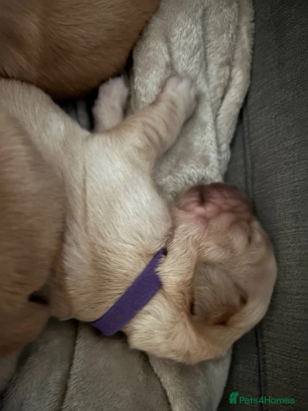 Golden Retriever dogs for sale: BEAUTIFUL GOLDEN RETRIEVER PUPPIES 🐾 in Hull - Advert 2