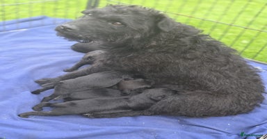 Patterdale Terrier dogs - Advert 8