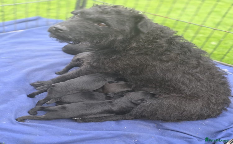 Patterdale Terrier dogs - Advert 2