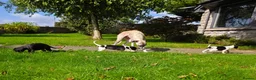 Whippet dogs for sale: 1 Girl Left - KC Whippet Puppies in Aberdeenshire - Advert 12