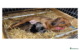 Jack Russell dogs for sale: Stunning Rainbow Litter of Jack Russell Terriers  - Image 1