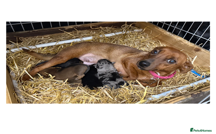 Jack Russell dogs - Advert 1