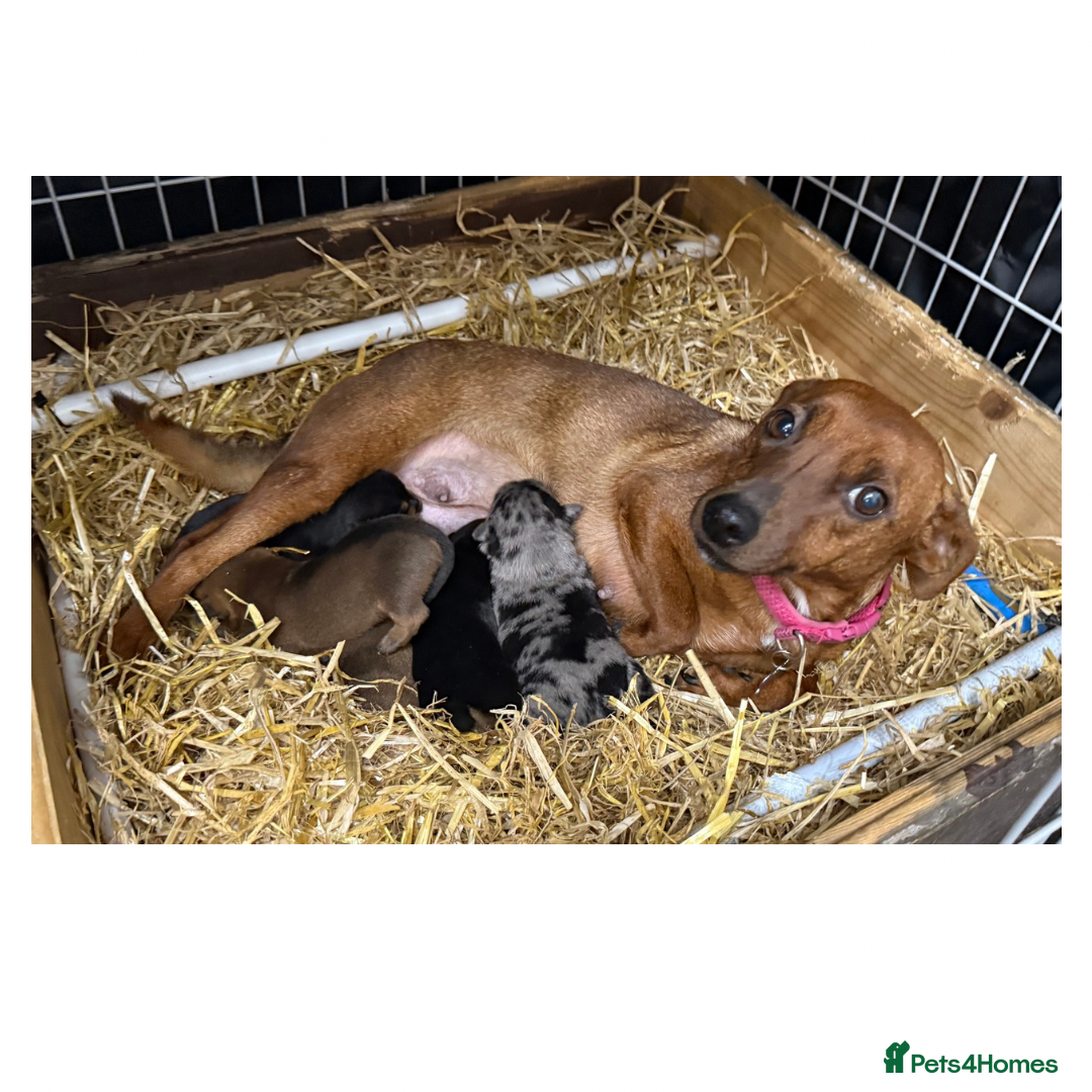 Jack Russell dogs for sale: Stunning Rainbow Litter of Jack Russell Terriers  - Image 1