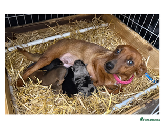 Jack Russell dogs Stunning Rainbow Litter of Jack Russell Terriers - Advert 1