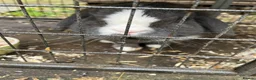 Mini Lop rabbits for sale: Two lovely mini lop rabbits. in Stevenage - Advert 8
