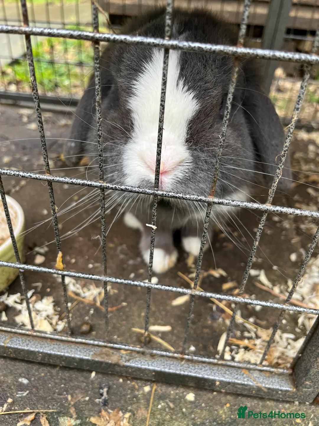 Mini Lop rabbits for sale: Two lovely mini lop rabbits. in Stevenage - Advert 8