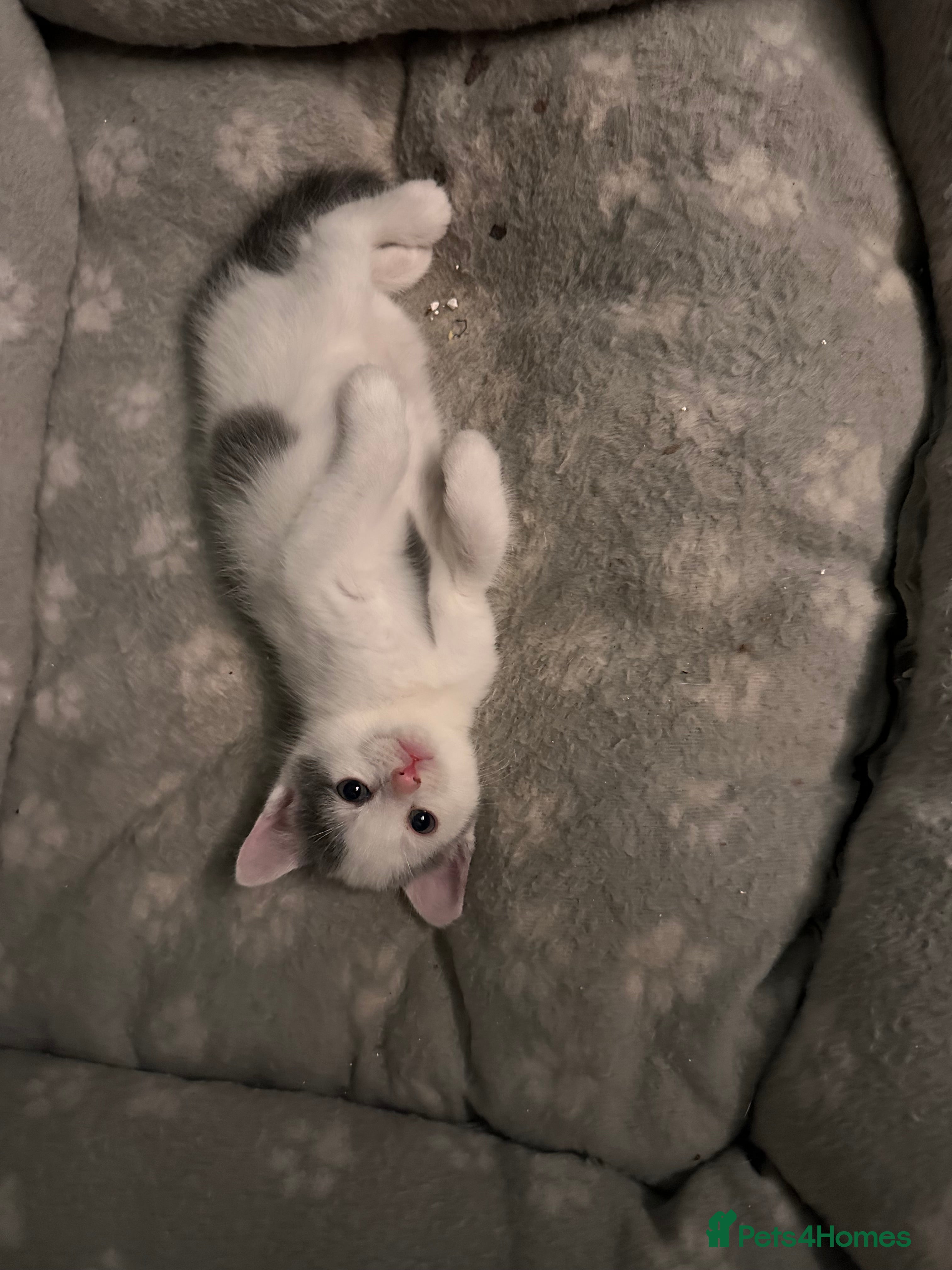 Mixed Breed cats Playful kitties - Advert 2