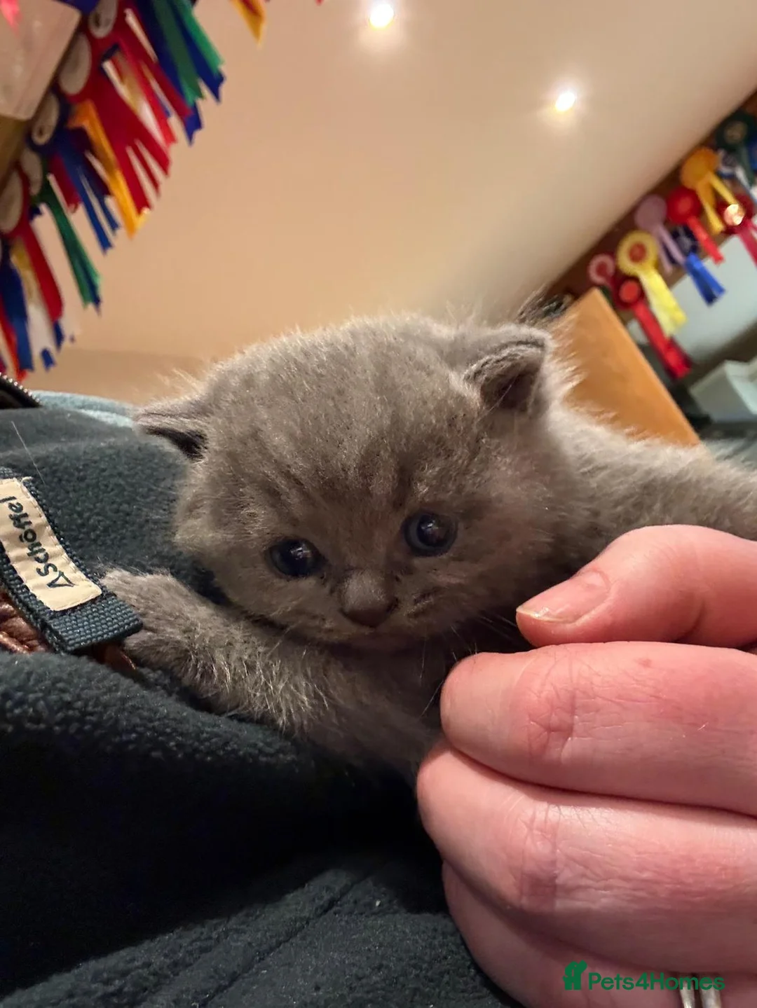 British Shorthair cats for sale: Pedigree British Shorthair Kittens - Advert 37