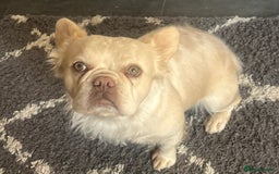 French Bulldog dogs for sale: Gorgeous fluffy Frenchie female  - Image 3