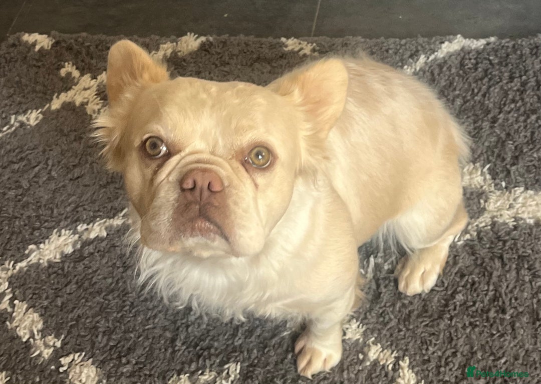 French Bulldog dogs for sale: Gorgeous fluffy Frenchie female  - Image 3