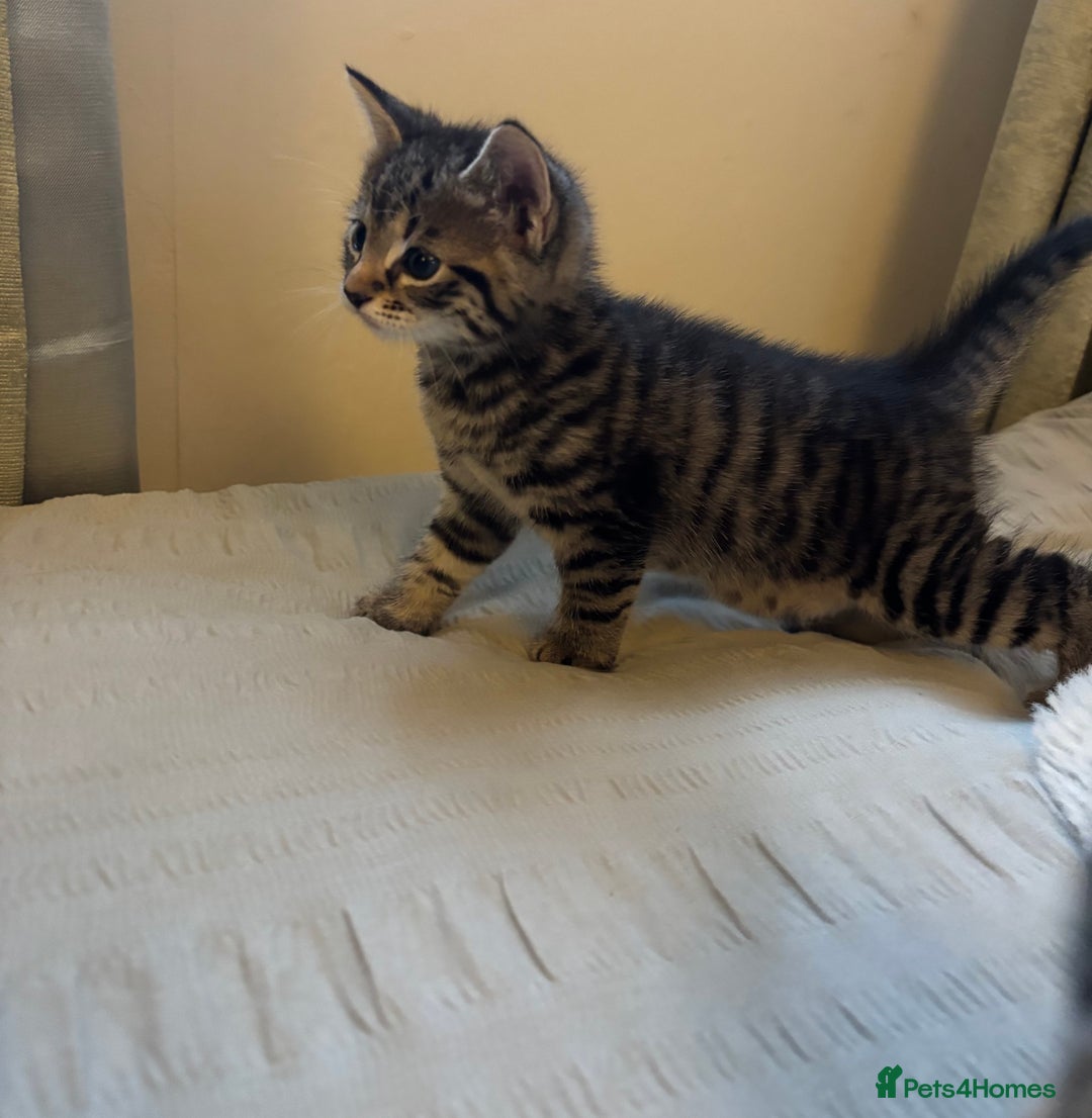 British Longhair cats for sale: Stunning kittens  - Advert 8