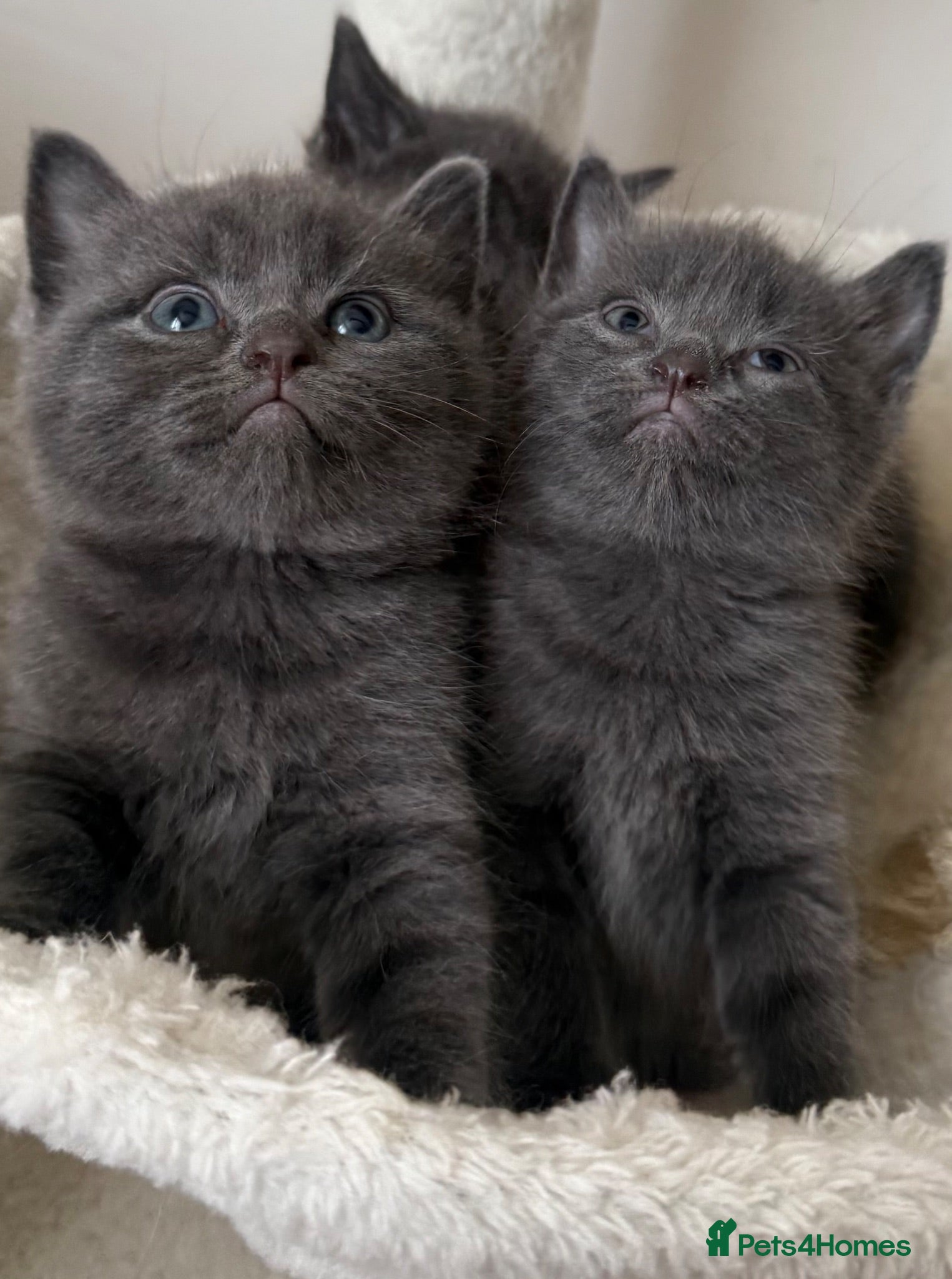 British Shorthair cats 5 British Shorthair kittens. 4 male and 1 female - Advert 2